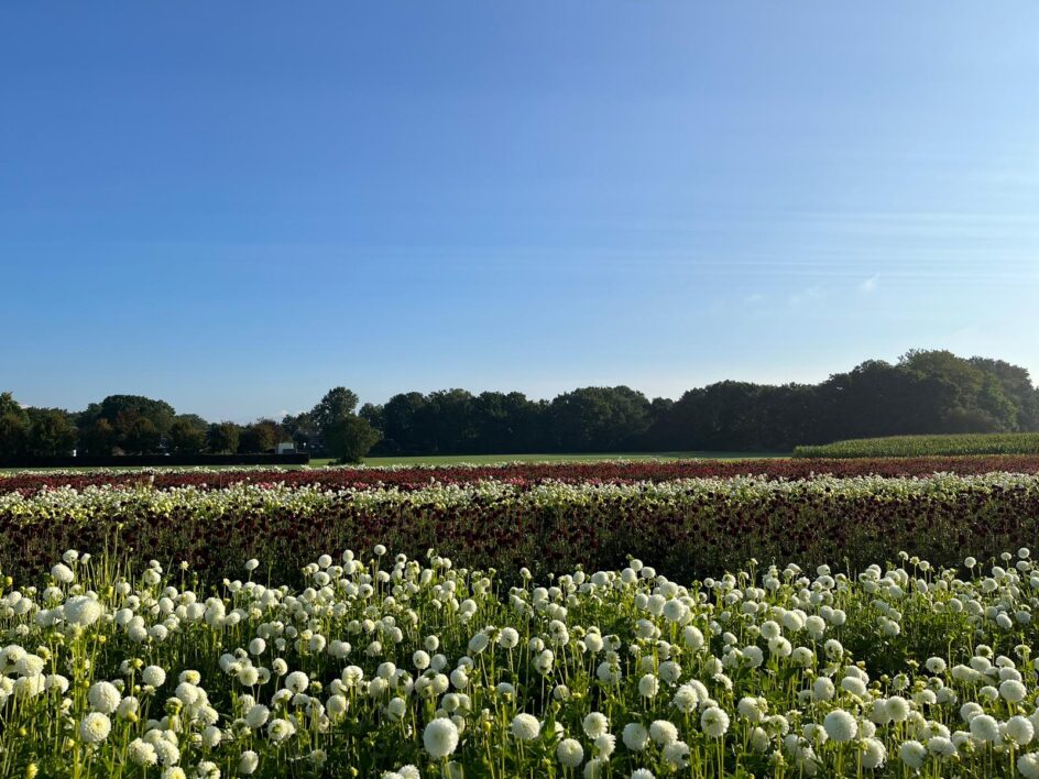 A rows of white and maroon dahlias in a field against a blue sky.