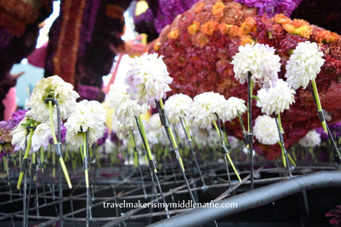 A close up showing white dahlia flowers with long green stems attached to a frame on the parade float used to decorate the float.