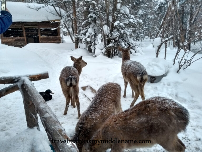 Day time: Some brown Siberian roe deer in the snow eats at a trough fed by humans. A random duck sits on the snow in the background.