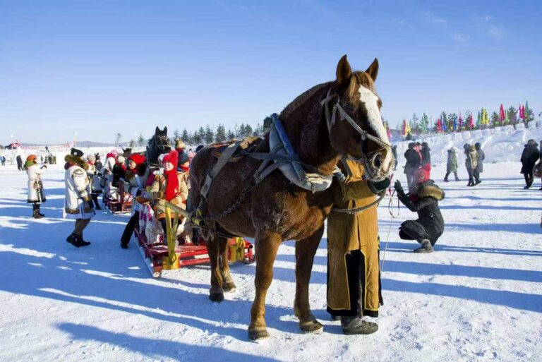 A horse drawn sleigh in the snow. Photo provided by activity provider